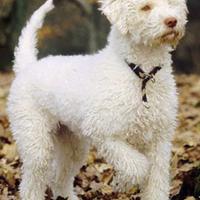 Lagotto romagnolo per monta