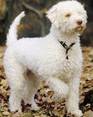 Lagotto romagnolo per monta
