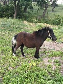 Mini pony femmina