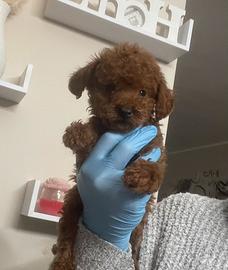 Barboncino mini Toy red