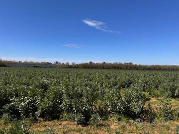 Terreno di 17177 m² a Giugliano in Campania