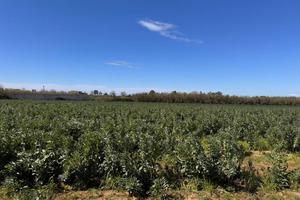 Terreno di 17177 m² a Giugliano in Campania