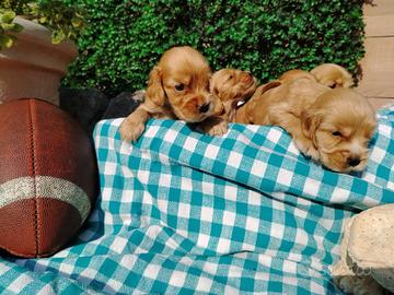 Cocker Spaniel inglesi