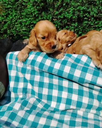 Cocker Spaniel inglesi