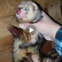 Furetto pronto caccia