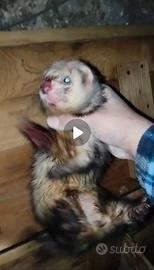 Furetto pronto caccia