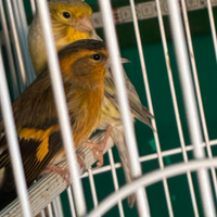 Lucherino coppia con canarino