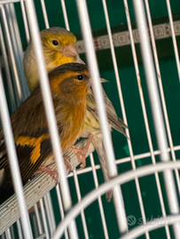 Lucherino coppia con canarino