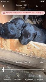 Cuccioli pastore del lagorai