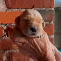 Cuccioli di golden Retriever