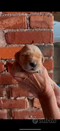 Cuccioli di golden Retriever