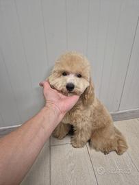 Barboncino cucciolo 6 mesi