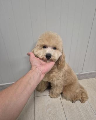 Barboncino cucciolo 6 mesi
