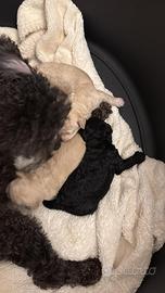 Cuccioli di barboncini toy di vari colori