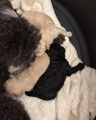 Cuccioli di barboncini toy di vari colori