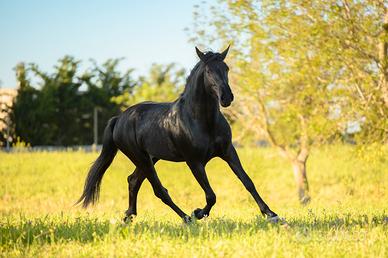 Cavallo Murgese Addestrato