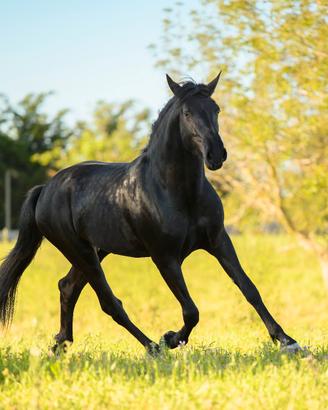 Cavallo Murgese Addestrato