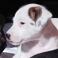 Cucciolo incrocio con Jack Russel