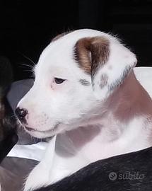 Cucciolo incrocio con Jack Russel