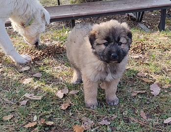 Cucciolo mezzo corso