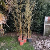 Piante bambu con vaso