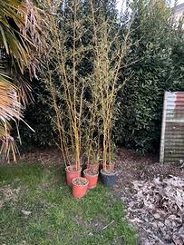 Piante bambu con vaso