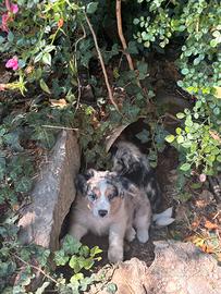 Cuccioli di Border Collie