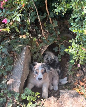 Cuccioli di Border Collie