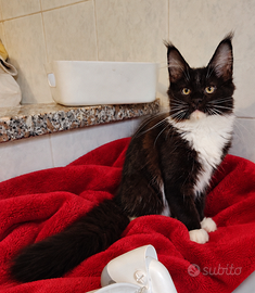 Dolce gattina Maine Coon con pedigree
