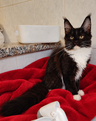 Dolce gattina Maine Coon con pedigree
