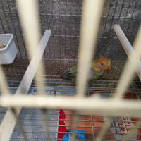 Inseparabile
