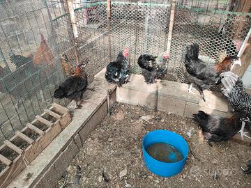 Galline galli pulcinotti cocincina nana