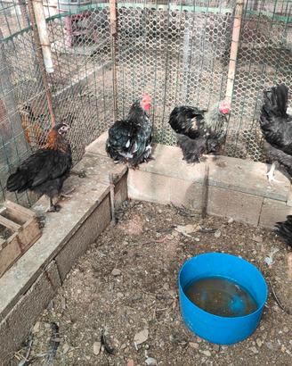 Galline galli pulcinotti cocincina nana