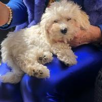 Barboncina bianca toy