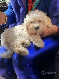 Barboncina bianca toy