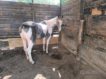 Cavallo