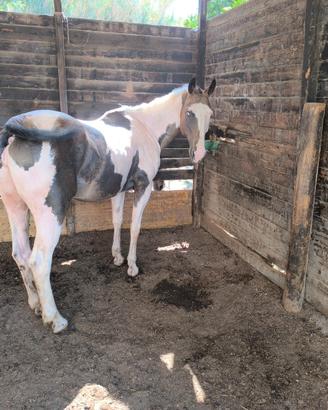 Cavallo