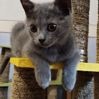 Cuccioli di gatto certosino maschi e femmine