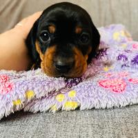 Cuccioli di bassotto