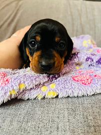 Cuccioli di bassotto