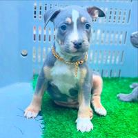 American pitbull tricolor/blue occhi chiari