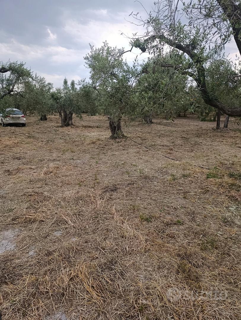 Terreno agricolo oliveto - Vista 4