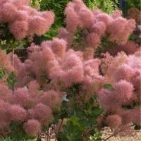 PIANTE COTYNUS COGGYRIA 