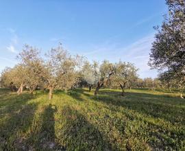 TERRENO A LUCERA