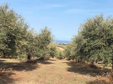 Terreno Edificabile ora condotto ad uliveto