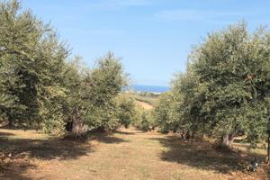 Terreno Edificabile ora condotto ad uliveto