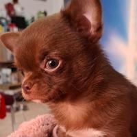 Cucciolo di chihuahua