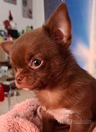 Cucciolo di chihuahua