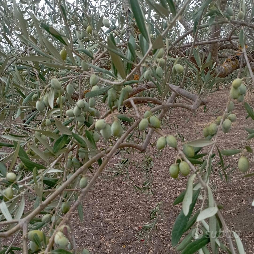 Terreno agricolo con uliveto da privato - Altro