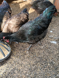 Galli 4 mesi australorp